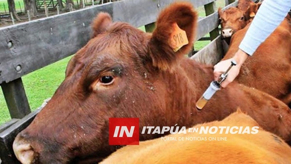 ARRANCA HOY VACUNACIÓN ANTIAFTOSA Y BRUCELOSIS CON INNOVACIÓN EN SISTEMA DE PAGO - Itapúa Noticias