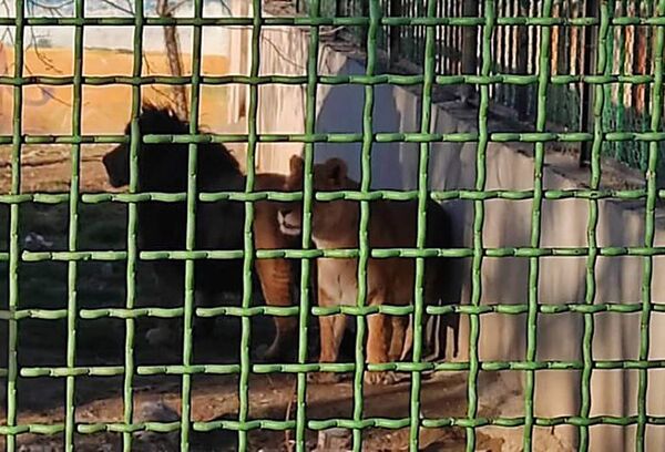 Leona despedazó a un guardián del zoo de Irán - Mundo - ABC Color