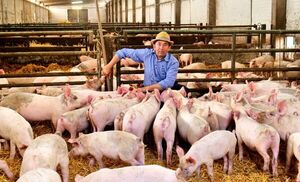 Proyectan trazabilidad del 100% de la producción porcina nacional para el 2022