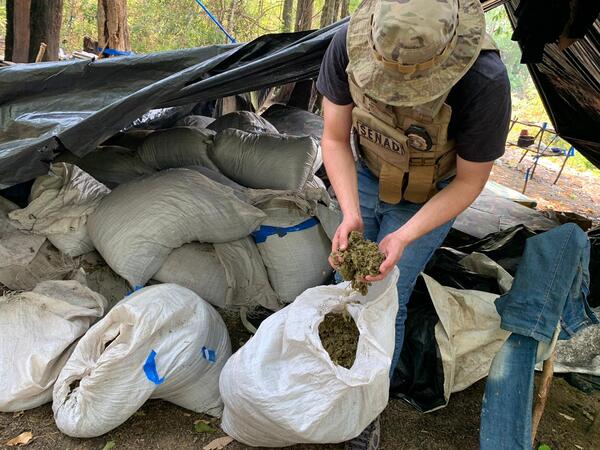 Destruyen más de 2 mil kilos de marihuana en Puentesiño