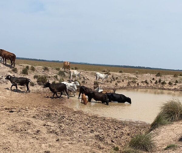 Ganaderos esperan más lluvias en la Oriental: “La sequía va a incidir en la preñez”