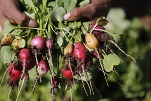 El sector agropecuario mexicano creció un 2,7 % en 2021 - MarketData