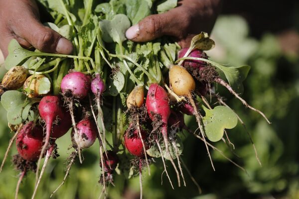El sector agropecuario mexicano creció un 2,7 % en 2021 - MarketData