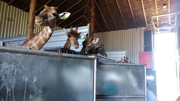 Piden devolver jirafas a África, tras malos tratos en un zoológico en Brasil