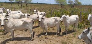 Recuperan animales vacunos hurtados de estancia en Paso Barreto - Nacionales - ABC Color