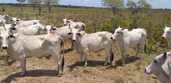 Recuperan animales vacunos hurtados de estancia en Paso Barreto - Nacionales - ABC Color