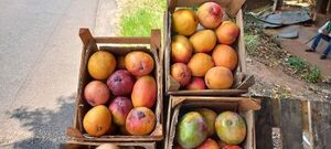 Familias venden para su sustento mango rosa por caja y unidad en Pedrozo - Nacionales - ABC Color