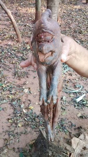 Crónica / Nació chanchito con “trompa” de elefante
