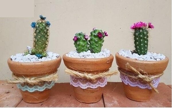 Crónica / Regalar un cactus es desearle fortaleza a alguien