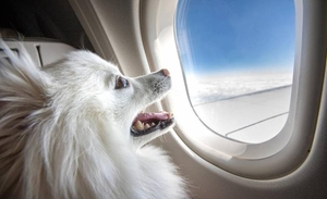 Diario HOY | Gatos y perros siguen huyendo de Hong Kong en jet privado