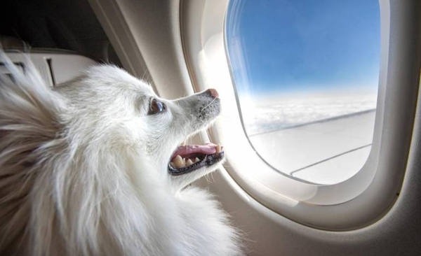 Diario HOY | Gatos y perros siguen huyendo de Hong Kong en jet privado