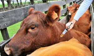 Pretenden inmunizar más de 430.000 animales contra la aftosa y brucelosis en Itapúa