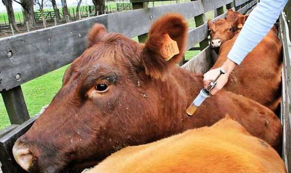 Pretenden inmunizar más de 430.000 animales contra la aftosa y brucelosis en Itapúa