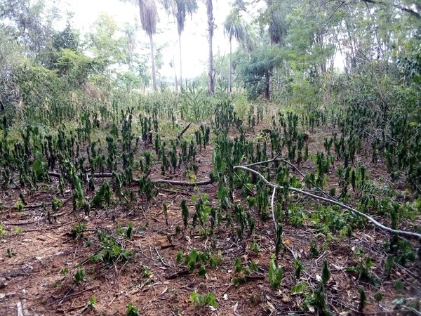 Labriegos sufren penurias debido a la sequía con nula producción de alimentos y penosa ausencia del Estado – La Mira Digital