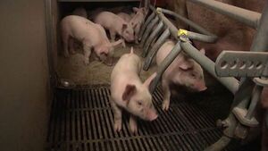 El sector porcino europeo en los huesos por la inflación