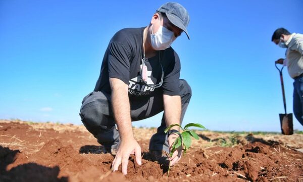 Itaipu Preserva introdujo más de 300.000 plantines en áreas de reforestación durante el 2021