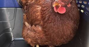 La Nación / Gallina detenida por el Pentágono mantiene “el pico cerrado”