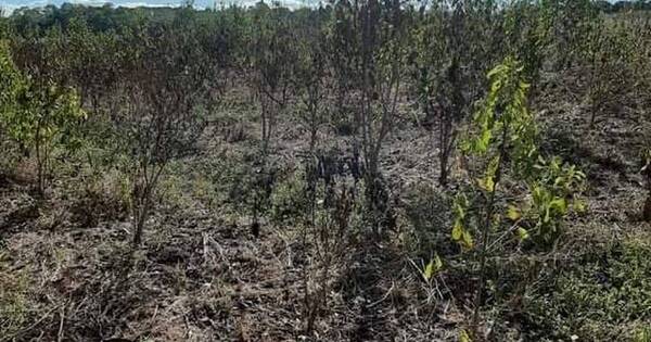 La Nación / Itapúa: prevén escasez y suba de precios de yerba mate por histórica sequía en plantaciones