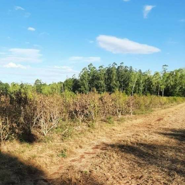 Itapúa: prevén escasez y suba de precios de yerba mate por histórica sequía en plantaciones