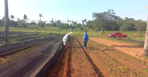 La Nación / Cultivos hortícolas se perdieron en un 80% a causa de la sequía
