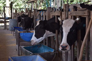 Precio de la leche en polvo entera sigue aumentando en el mundo