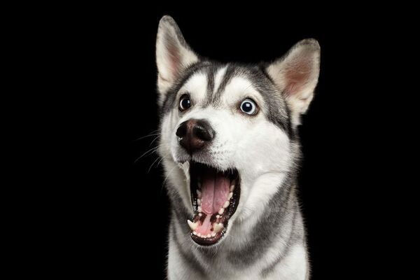 Omega 3, el secreto para que tu husky tenga un pelo divino - Mascotas - ABC Color