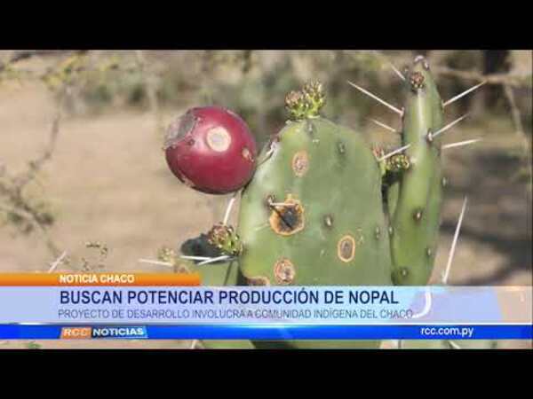 BUSCAN POTENCIAR PRODUCCIÓN DE NOPAL