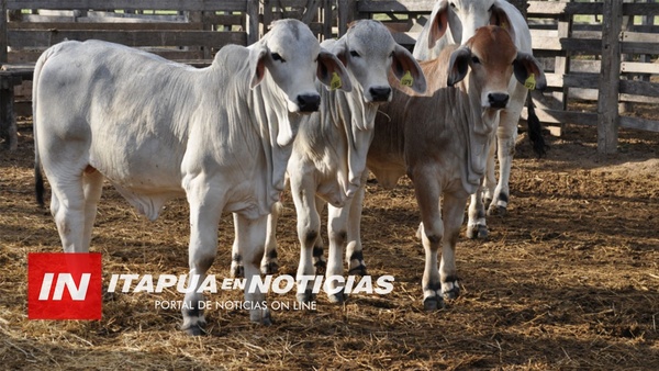 FALTA DE GRANOS PELIGRA ALIMENTACIÓN PARA ANIMALES - Itapúa Noticias