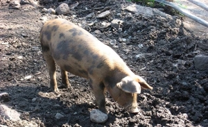 Diario HOY | Descuartizó a un vecino y arrojó sus restos a los chanchos en Uruguay