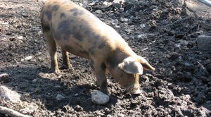 Descuartizó a un vecino y arrojó sus restos a los chanchos en Uruguay