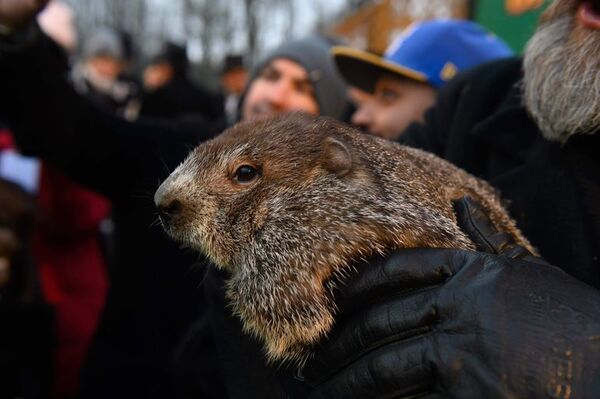 La marmota Phil pronostica otras seis semanas de invierno en EE.UU. - Mundo - ABC Color