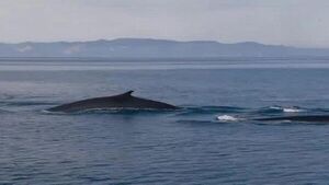 Hallan muerto a Sotiris, la ballena que quedó atrapada en una playa