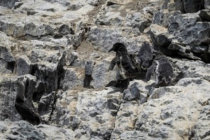 Perú sigue encontrando aves muertas en las zonas afectadas por el derrame - MarketData