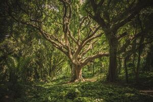 Estudio revela que quedan más de 9.000 especies de árboles por descubrir