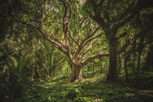 Estudio revela que quedan más de 9.000 especies de árboles por descubrir