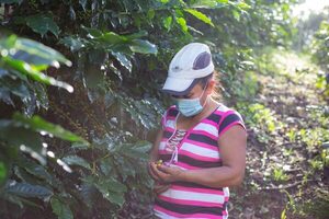 Honduras inicia la validación del plan para una política de género de café - MarketData