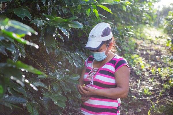 Honduras inicia la validación del plan para una política de género de café - MarketData