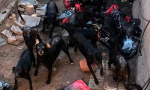 Pareja rescató a más de 30 perros y ahora la mujer tiene miedo que la devoren - OviedoPress