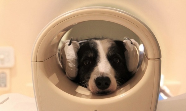 Nuevo estudio señala que los perros detectan diferentes idiomas | Telefuturo