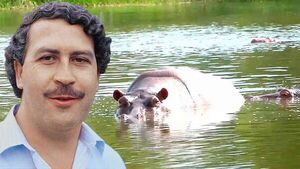 Definirán el futuro de hipopótamos de narcotraficante Pablo Escobar