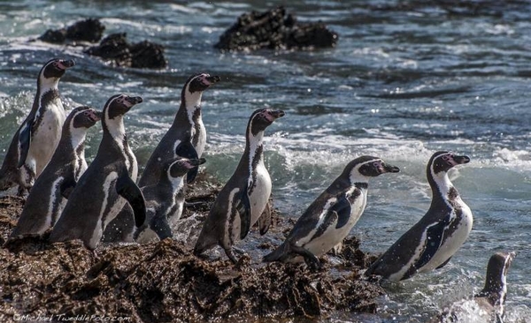 Diario HOY | Pingüinos de Humboldt rescatados de derrame en Perú reciben esmerada atención