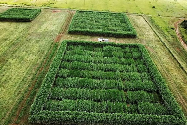 Editan caña de azúcar para facilitar la producción de alcohol