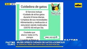 Cuidadora de gatos a domicilio - Factor Clave - ABC Color