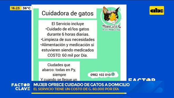 Cuidadora de gatos a domicilio - Factor Clave - ABC Color
