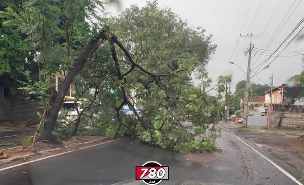 Diario HOY | Árboles caídos en Asunción tras lluvias de este jueves