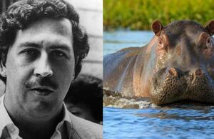El futuro de hipopótamos de Pablo Escobar - El Independiente