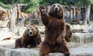Mujer lanza a su hija al recinto de los osos en un zoológico