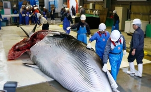 Diario HOY | Islandia prevé dejar de cazar ballenas a partir de 2024