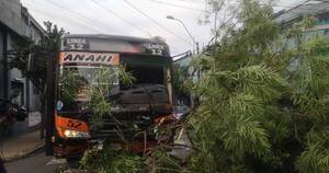 La Nación / Colectivero evitó tragedia al quedarse sin frenos: antes de impactar contra un árbol habló con sus pasajeros