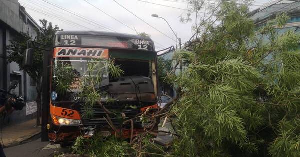 La Nación / Colectivero evitó tragedia al quedarse sin frenos: antes de impactar contra un árbol habló con sus pasajeros